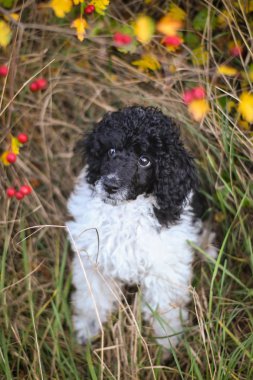 Vahşi doğa yuvasında köpek yavrusu. Siyah ve beyaz köpek yavrusu koyun gibi görünüyor. O, çim yuvasında oturuyor. Çok tatlı bir köpek.