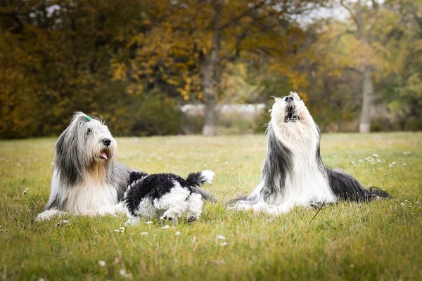 Collies Barbudos Filhote Cachorro Poodle Estão Deitados Grama Fotografar Outono — Fotografia de Stock