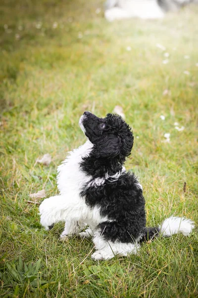 Cachorro Poodle Quer Comida Cachorro Preto Branco Parece Com Ovelhas — Fotografia de Stock