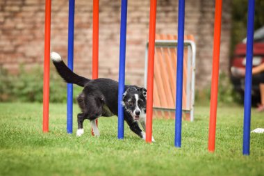 Çeviklik slalom ve sınır collie. Siyah beyaz Border collie çek çeviklik rekabet slalom slalom üzerinde slalom çalışıyor. köpek parkı Ratenice çeviklik rekabet