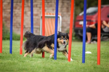 Czech çeviklik yarışmasında slalom koşan sevimli üç renkli Border collie. Köpekler bayılır.!
