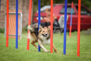 Czech çeviklik yarışmasında slalom koşan sevimli üç renkli Border collie. Köpekler bayılır.!