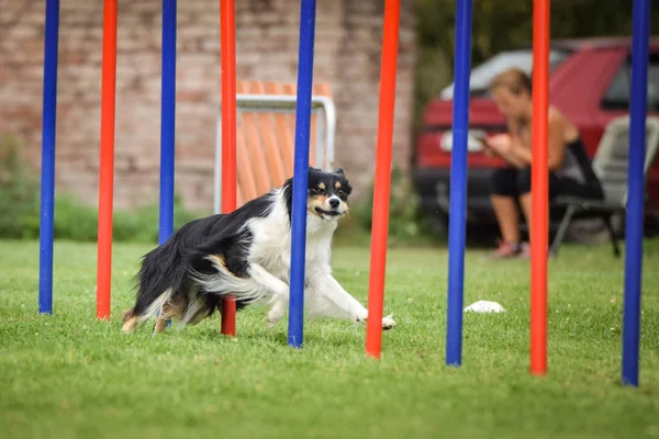 Collie Confine Tricolore Slalom Agilità Sulla Concorrenza Ratenice Incredibile Giornata — Foto Stock