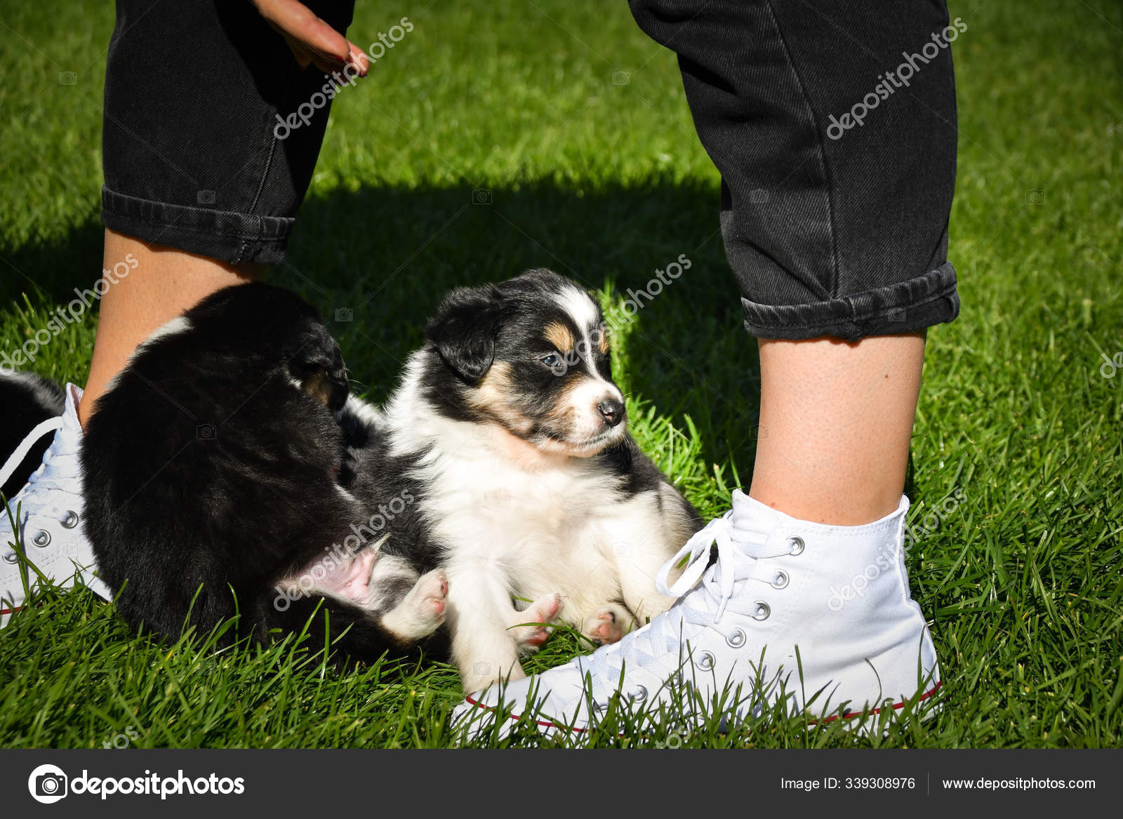 border collie teddy bear