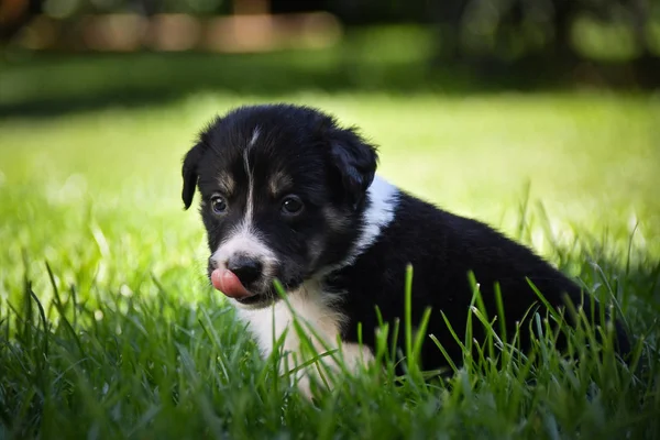 Portrait Six Week Old Puppy Border Collie Communicating People — Stock Photo, Image