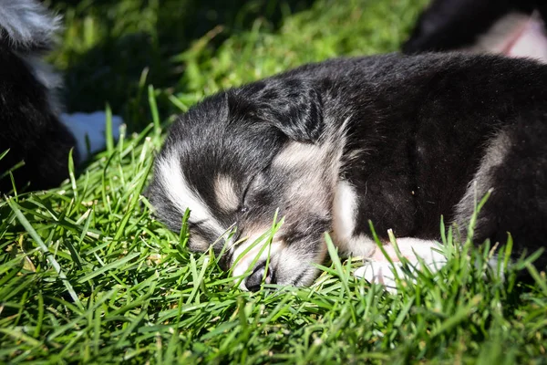 Seis Semanas Idade Cachorro Border Collie Está Dormindo Fora Grama — Fotografia de Stock