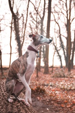 Jung kadın köpek kırbaç. O, bagajda oturuyor. Parkta sonbahar fotoşoplaması.