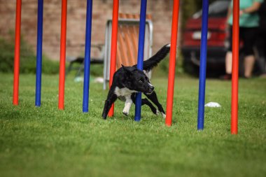Ratenice yarışmasında siyahi ve beyaz ırk çobanı çeviklik slalom yapıyor. Czech çeviklik yarışmasında inanılmaz bir gündü Ratenice. Sadece büyük yarışmalar vardı..