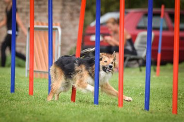 Czech çeviklik yarışmasında slalom koşan sevimli üç renkli Border collie. Köpekler bayılır.!