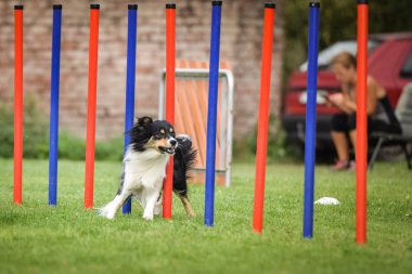 Czech çeviklik yarışmasında slalom koşan sevimli üç renkli Border collie. Köpekler bayılır.!