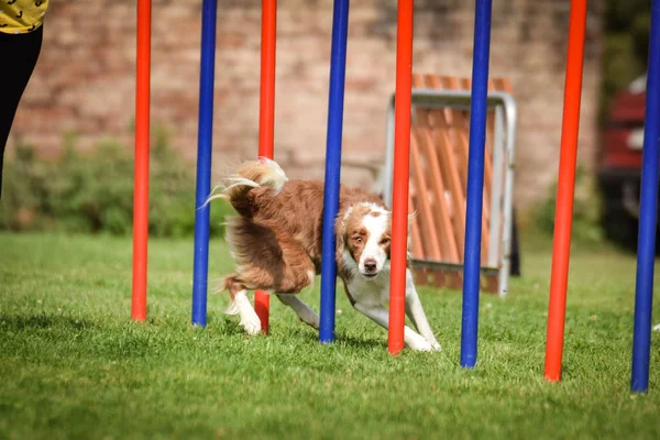 Redmerleボーダーコリーは チェコの敏捷性競争スラロームで実行されています 犬公園でのプラハ敏捷性競争 ペソパーク — ストック写真