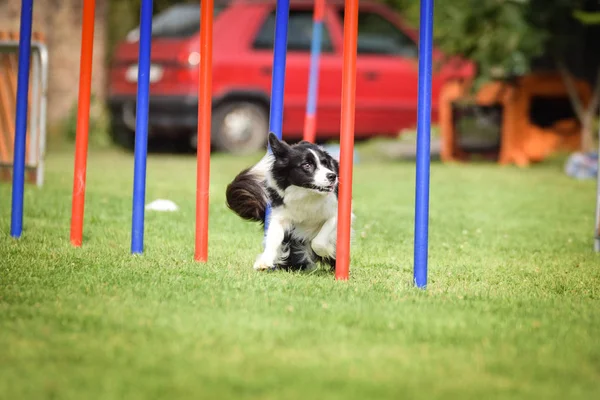 Collie Confine Tricolore Slalom Agilità Sulla Concorrenza Ratenice Incredibile Giornata — Foto Stock