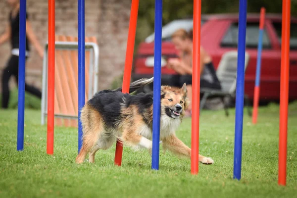 Bella Tricolore Border Collie Esecuzione Slalom Slalom Gara Agilità Ceca — Foto Stock