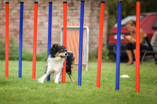 Bella Tricolore Border Collie Esecuzione Slalom Slalom Gara Agilità Ceca — Foto Stock