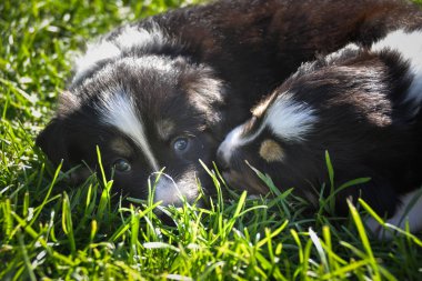 Altı haftalık sınır köpeği çoban köpeği çimenlerde yatıyor. Uyurken çok tatlı oluyorlar..
