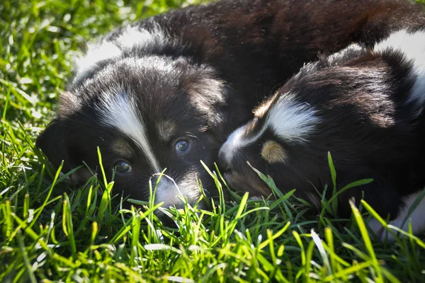 Zes Weken Oude Puppy Van Border Collie Slaapt Samen Gras — Stockfoto