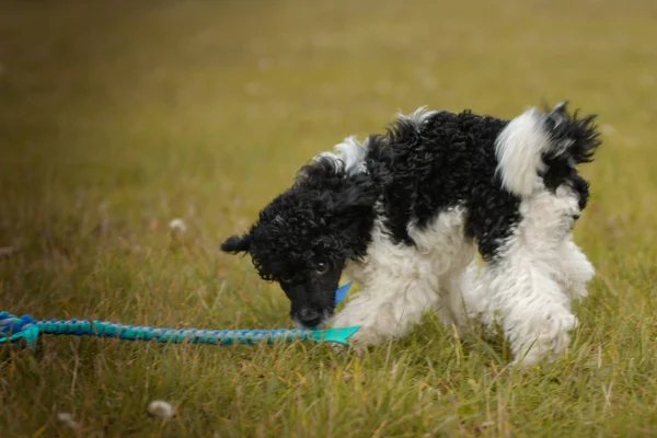 Filhote Cachorro Caniche Está Jogando Parque Ele Mantém Brinquedo Muito — Fotografia de Stock