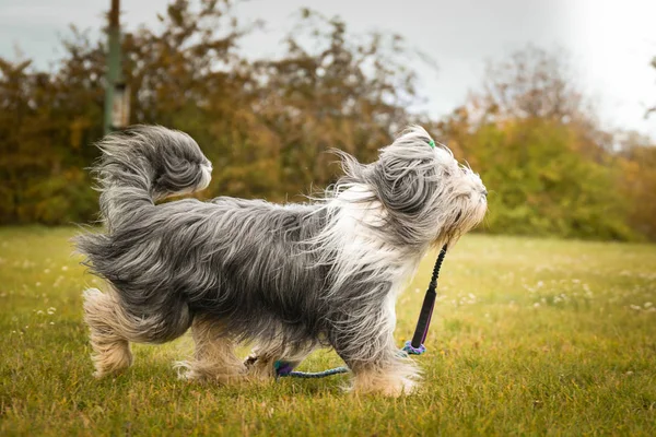 Bearded Collie Running His Favourite Toy Happy Free Sun Beautiful — 스톡 사진