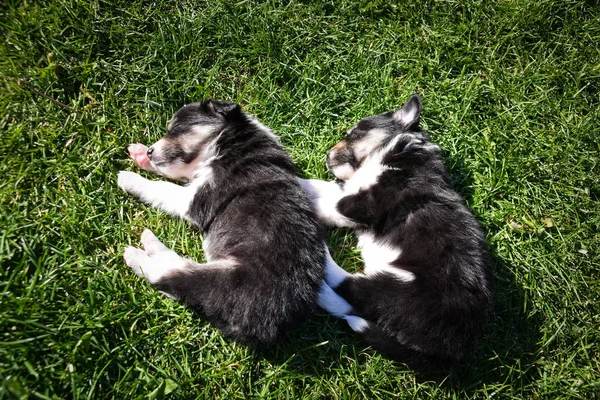 Six Week Old Puppies Border Collie Sleeping Grass Cute Sleeping — Stockfoto