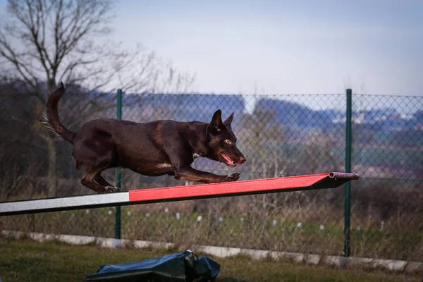 Incredibile Collie Confine Marrone Esecuzione See Saw Lei Così Incredibile — Foto Stock