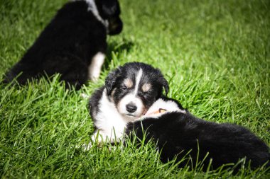 Colie sınır köpeği ilk kez dışarı çıkıyor. Çok meraklıydı.