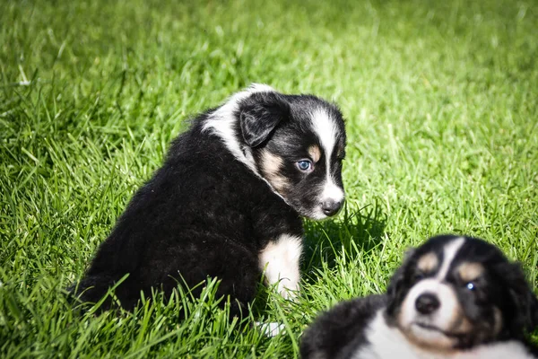 Cachorrinho Border Collie Seis Semanas Ursinho Pelúcia Tricolor Com Grande — Fotografia de Stock