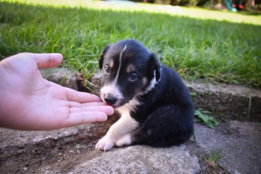 Altı haftalık Border Collie köpeği portresi. İnsanlarla çok iletişim kuruyorlar..