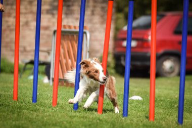 Redmerle border collie, Czech çeviklik yarışması slalom 'da koşuyor. Pesopark köpek parkında Prag çeviklik yarışması.