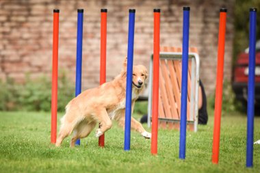 Nova Scotia ördek gişe hasılatı. Ratenice yarışmasında çeviklik slalom. Czech çeviklik yarışmasında inanılmaz bir gündü Ratenice. Sadece büyük yarışmalar vardı..