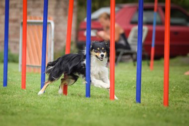 Çeviklik slalom ve sınır collie. Siyah beyaz Border collie çek çeviklik rekabet slalom slalom üzerinde slalom çalışıyor. köpek parkı Ratenice çeviklik rekabet