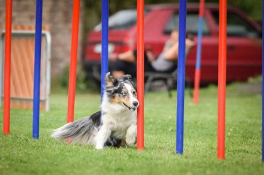 Bluemerle Border collie çek çeviklik rekabet slalom üzerinde çalışıyor. Köpek parkı Pesopark Prag çeviklik yarışması.
