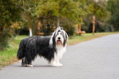 Parktaki inanılmaz sakallı çoban köpeği portresi. Çok tatlı ve hoş biri..