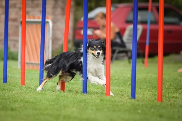 Çeviklik slalom ve sınır collie. Siyah beyaz Border collie çek çeviklik rekabet slalom slalom üzerinde slalom çalışıyor. köpek parkı Ratenice çeviklik rekabet