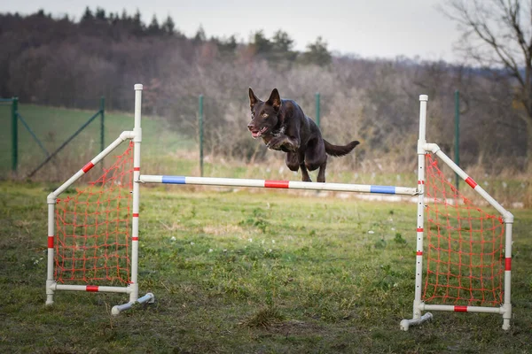 Kahverengi Köpek Çoban Köpeği Engelleri Aşıyor Czech Çeviklik Yarışmasında Harika — Stok fotoğraf
