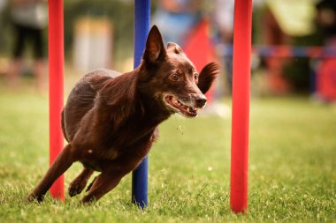 Kahverengi kelpie, Czech çeviklik yarışması slalom 'da koşuyor. Czech çeviklik yarışmasında inanılmaz bir gündü Ratenice. Sadece büyük yarışmalar vardı..