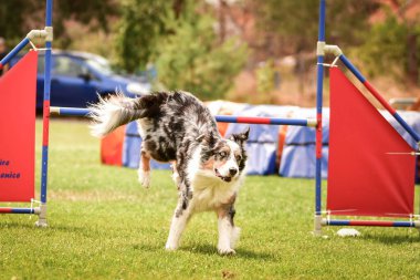 Black and White Border collie, Czech çeviklik yarışında yarışıyor. Köpek parkı Ratenice 'de çeviklik yarışması