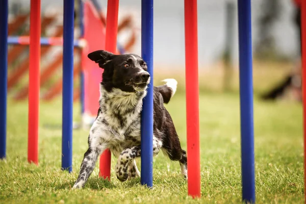 Agility Slalom Border Collie Black White Border Collie Draait Slalom — Stockfoto