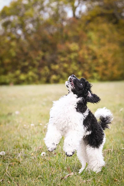 Poedel Puppy Wil Eten Zwart Wit Puppy Ziet Eruit Als — Stockfoto