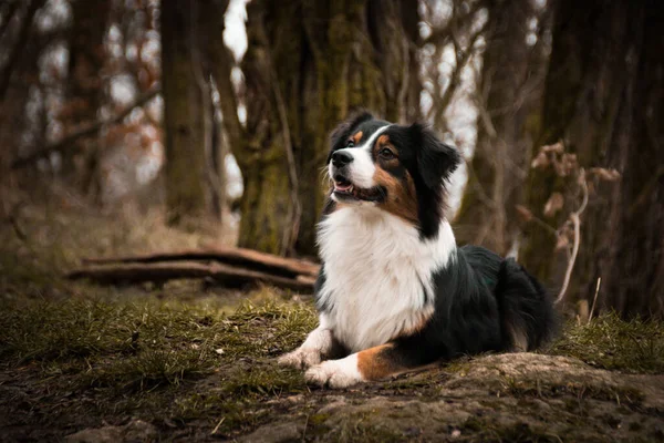 Australischer Schäferhund Liegt Wald Auf Der Straße Mysteriöse Atmosphäre — Stockfoto