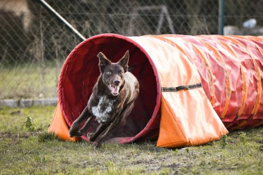 Kahverengi Sınır Çobanı, Ratenice yarışmasında çeviklik tünelinde. Czech çeviklik yarışmasında inanılmaz bir gündü Ratenice. Sadece büyük yarışmalar vardı..