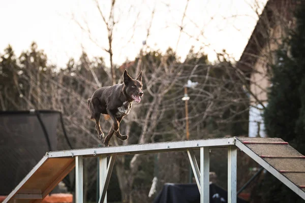 Hond Bruine Rand Collie Behendigheid Balansbalk Geweldige Dag Tsjechische Behendigheidswedstrijd — Stockfoto