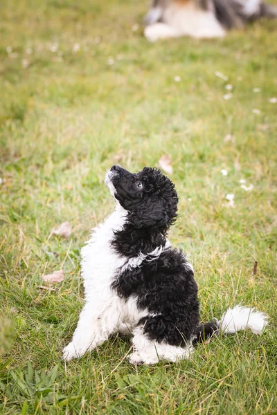 poodle puppy want food. black and white puppy looks like sheep. He look so ambitious. He will get it