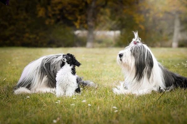 Sakallı çoban köpekleri ve kaniş köpekleri çimenlerde yatıyor. Sonbahar fotoshoklama. Aile fotoğrafı..