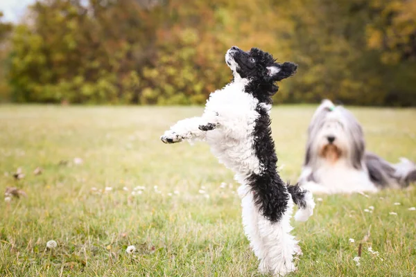 poodle puppy want food. black and white puppy looks like sheep. He look so ambitious. He will get it