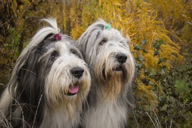 İki sakallı çoban köpeği sarı çiçeğin altında oturuyor. Sabırlı model..
