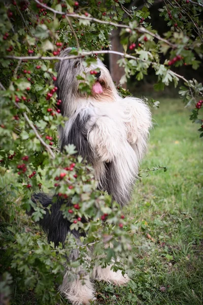 Szakállas Collie Arcképe Természetben Őszi Fotózás Parkban — Stock Fotó