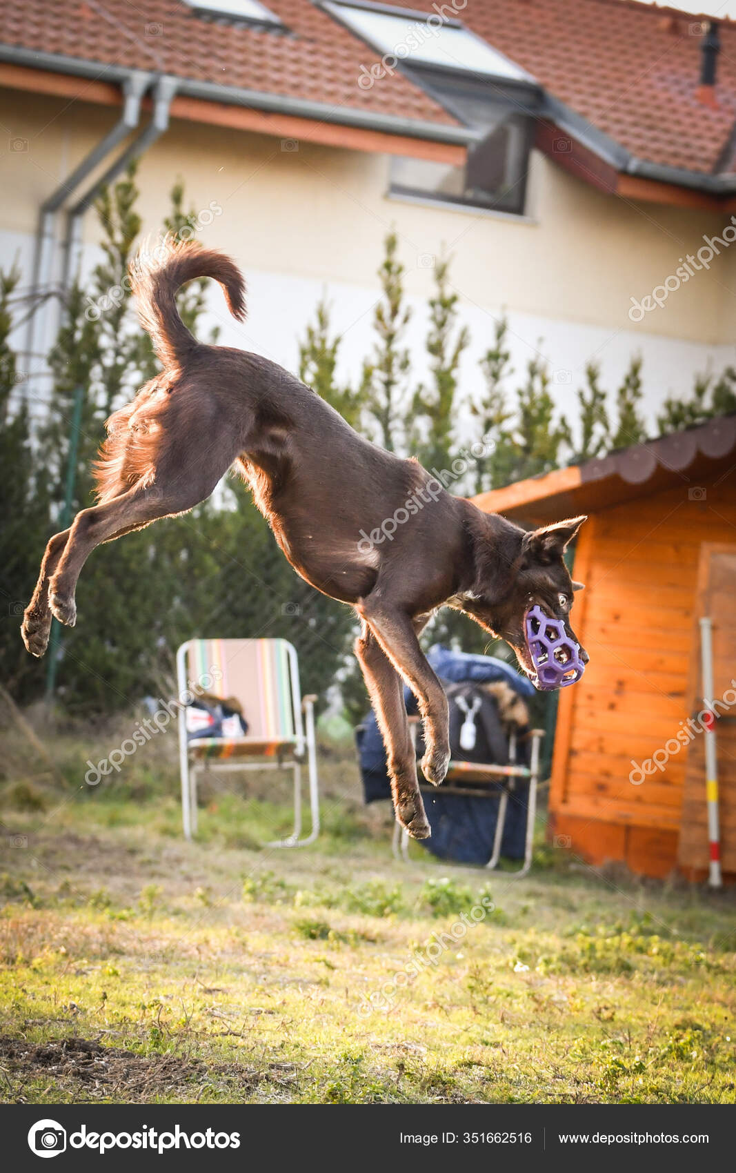 Why Do Dogs Jump Fences