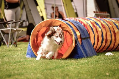 Ratenice yarışmasında çeviklik tünelinde üç renkli sınır köpeği. Czech çeviklik yarışmasında inanılmaz bir gündü Ratenice. Sadece büyük yarışmalar vardı..