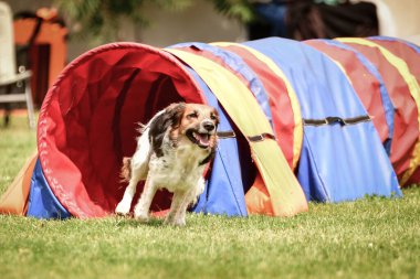 Siyah ve beyaz Bohem Benekli Köpek, Çekiç çeviklik yarışında yarışıyor..