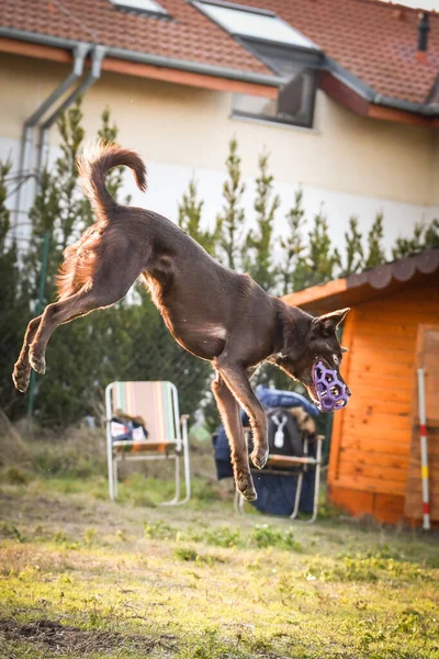 Crazy Brown Border Collie Attrape Balle Dans Air Elle Est — Photo